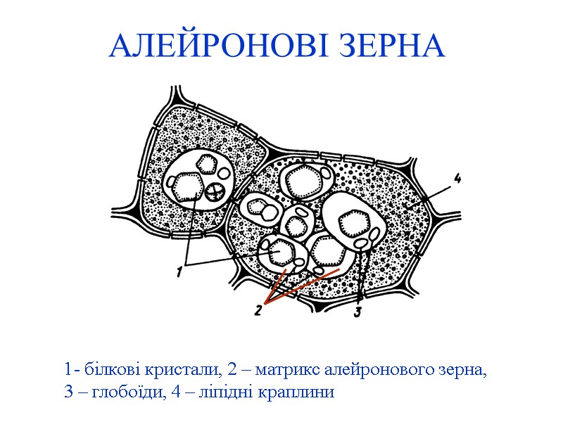 АЛЕЙРОНОВІ ЗЕРНА 1- білкові кристали, 2 – матрикс алейронового зерна, 3 – глобоїди, 4
